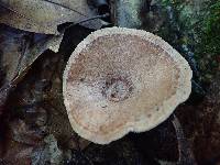 Lactarius quietus var. incanus image