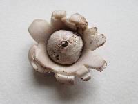 Geastrum velutinum image