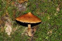 Hemistropharia albocrenulata image