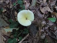 Russula raoultii image