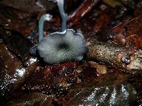 Entoloma serrulatum image