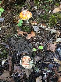 Amanita muscaria var. formosa image