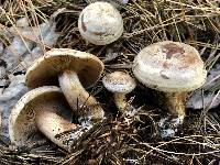 Clitocybe martiorum image