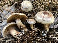 Clitocybe martiorum image