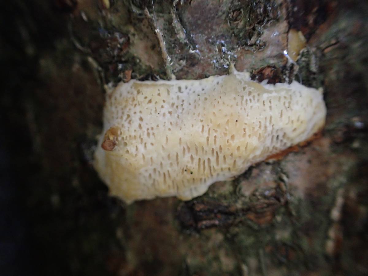 Dichomitus campestris image