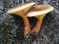 Hygrophoropsis aurantiaca image