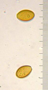 Agrocybe retigera image