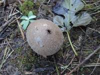 Lycoperdon molle image