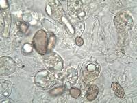 Inocybe rimosa image