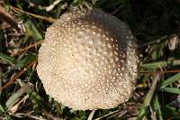 Amanita persicina image