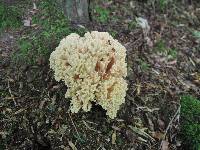 Ramaria pallida image