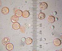 Amanita sect. Vaginatae image