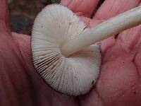 Pluteus brunneidiscus image