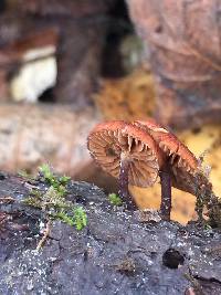 Phaeomarasmius erinaceus image