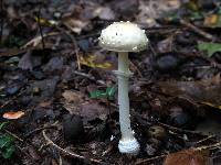 Amanita multisquamosa image