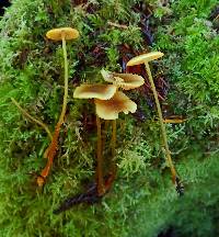 Mycena aurantiomarginata image