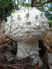 Amanita cokeri image