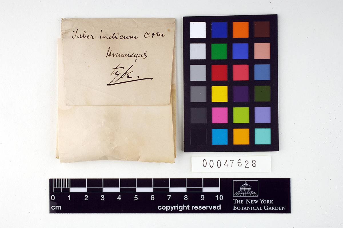 Tuber indicum image