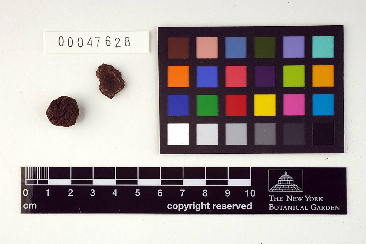 Tuber indicum image