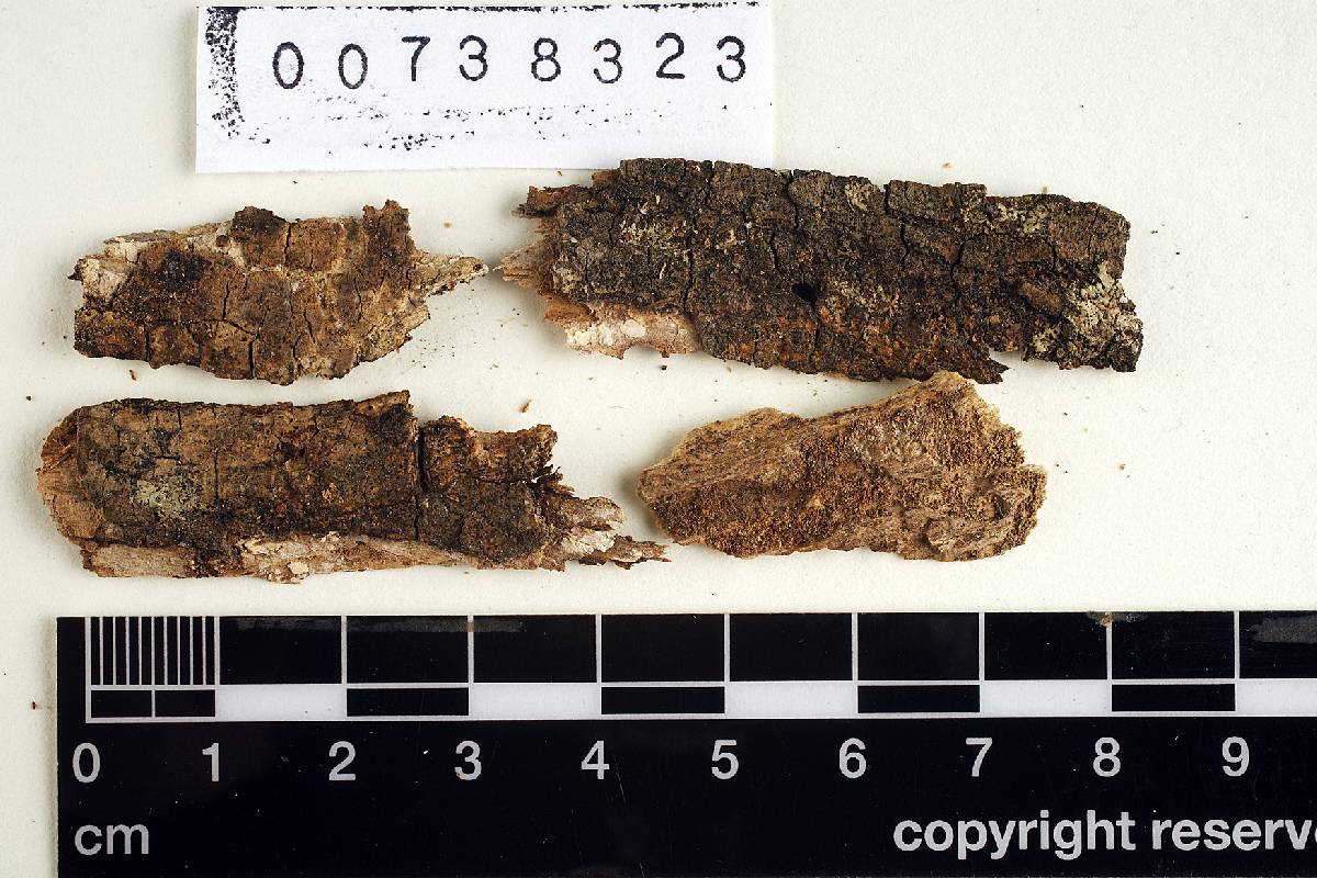 Gloeotulasnella rogersii image