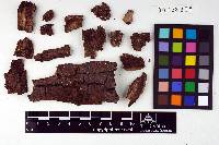 Sebacina petiolata image