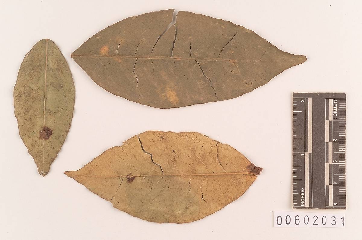 Septobasidium lepidosaphis image