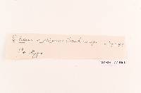Septobasidium lilacinoalbum image