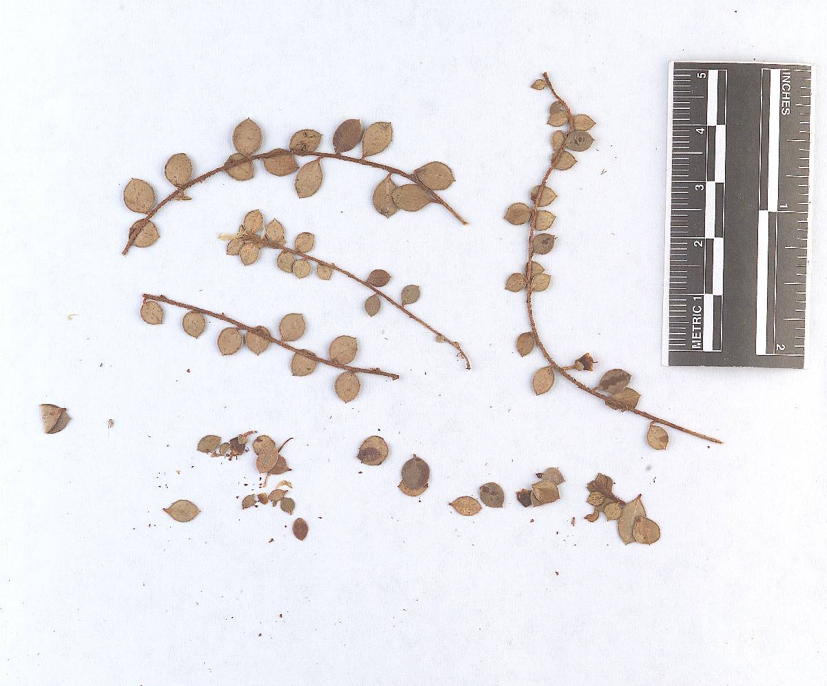 Chrysomyxa chiogenis image