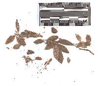 Chrysomyxa menziesiae image