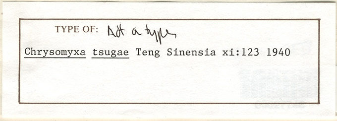 Chrysomyxa tsugae-yunnanensis image