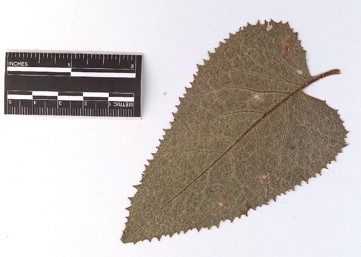 Baeodromus senecionis image