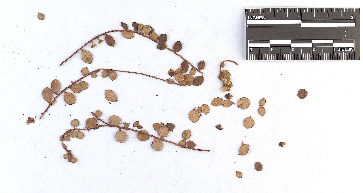 Chrysomyxa chiogenis image