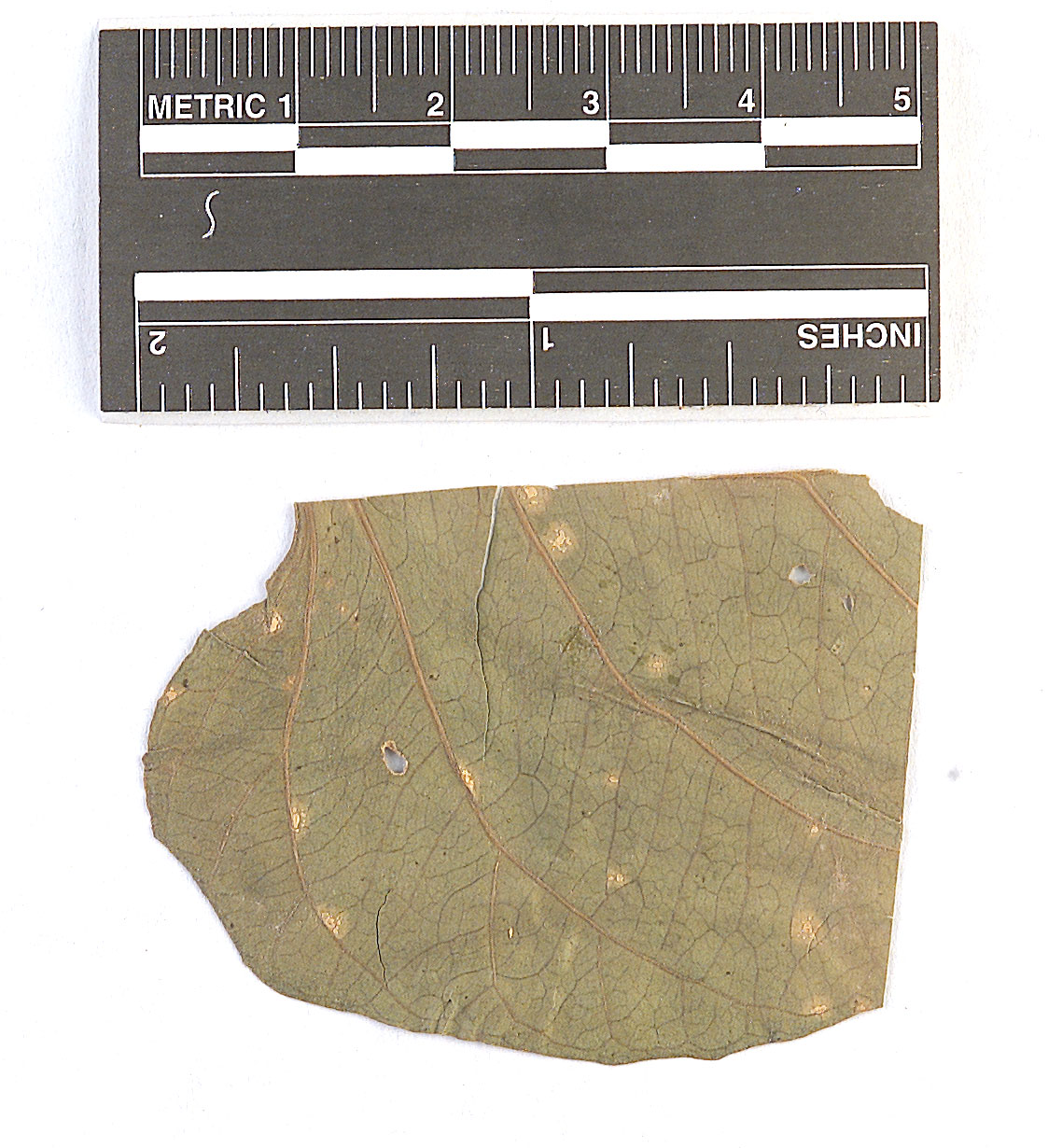 Coleosporium guaraniticum image