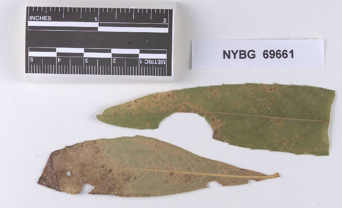 Coleosporium verbesinae image
