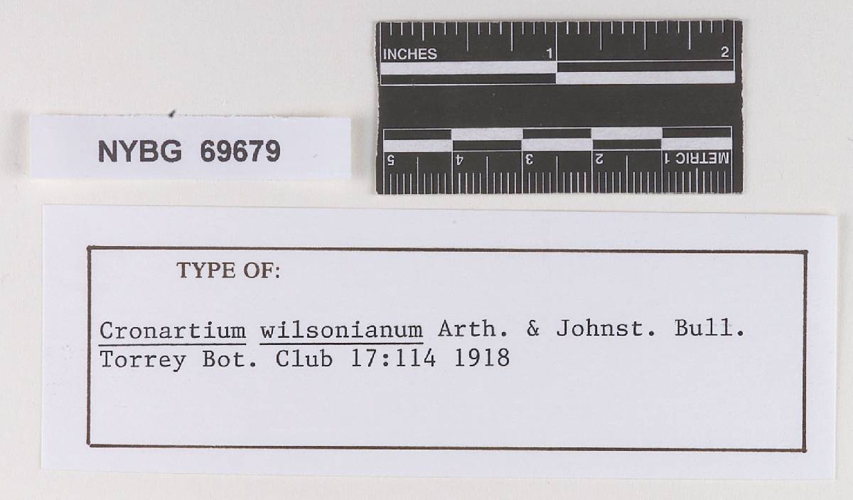 Cronartium wilsonianum image