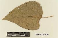 Melampsora medusae image