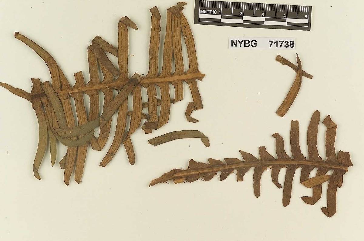 Hyalopsora aculeata image