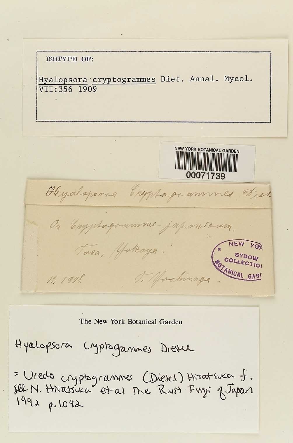 Hyalopsora cryptogrammes image