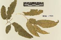 Hyalopsora yamadana image