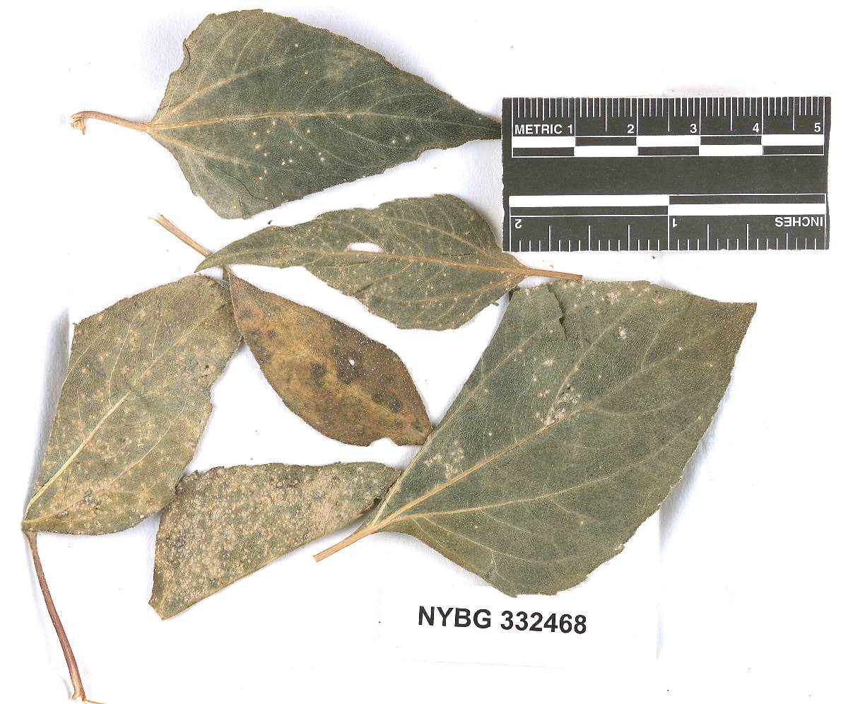 Coleosporium viguierae image