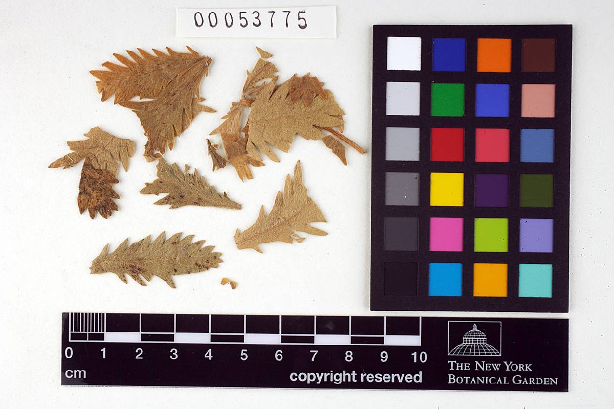 Phragmidium affine image