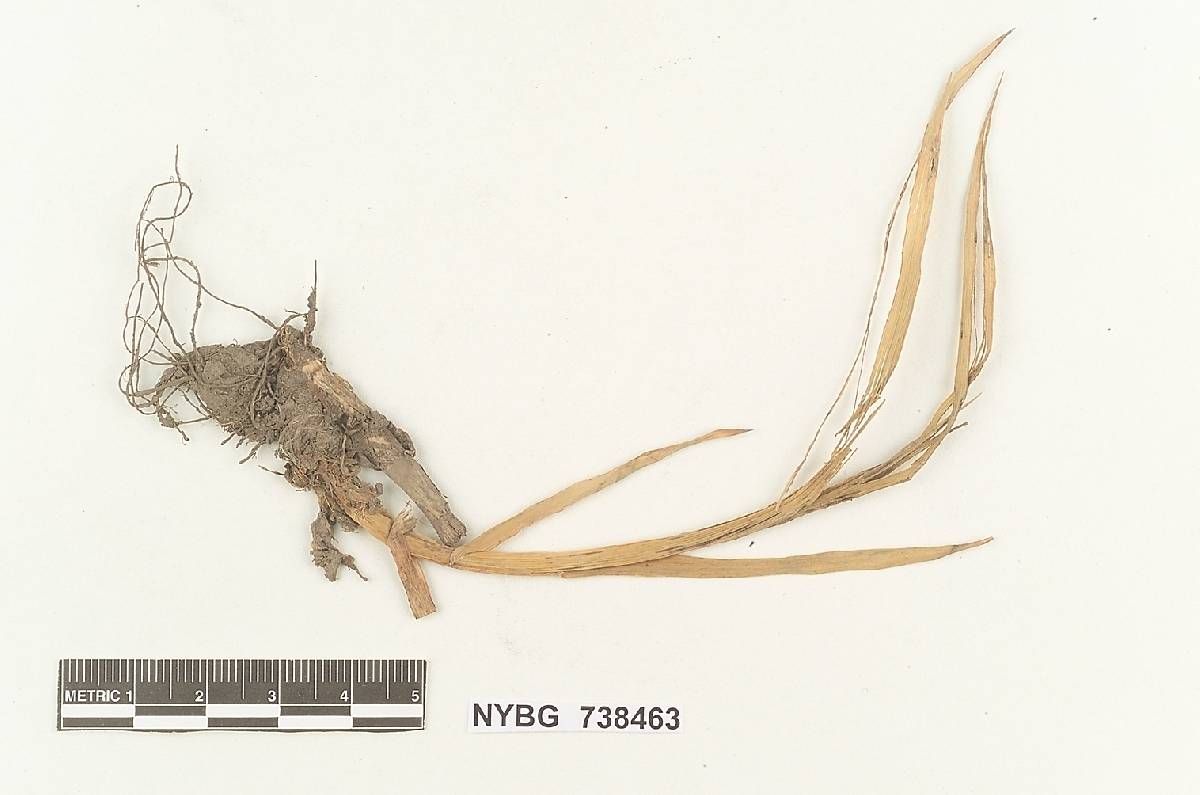 Ustilago washingtoniana image