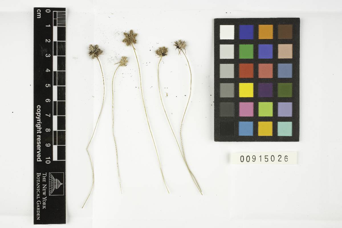 Cintractia mitchellii image