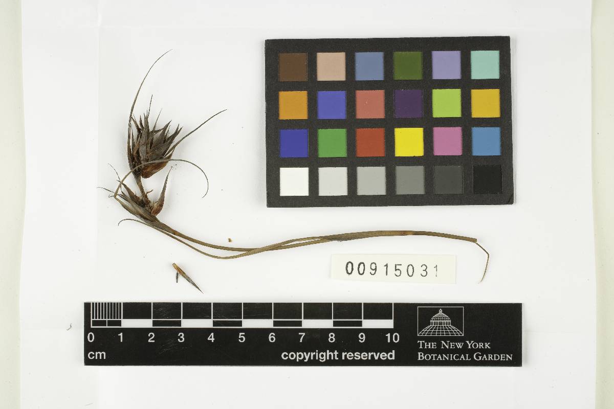 Moreaua eximiae image