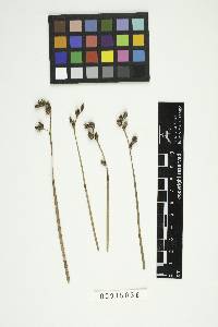 Restiosporium eurychordae image