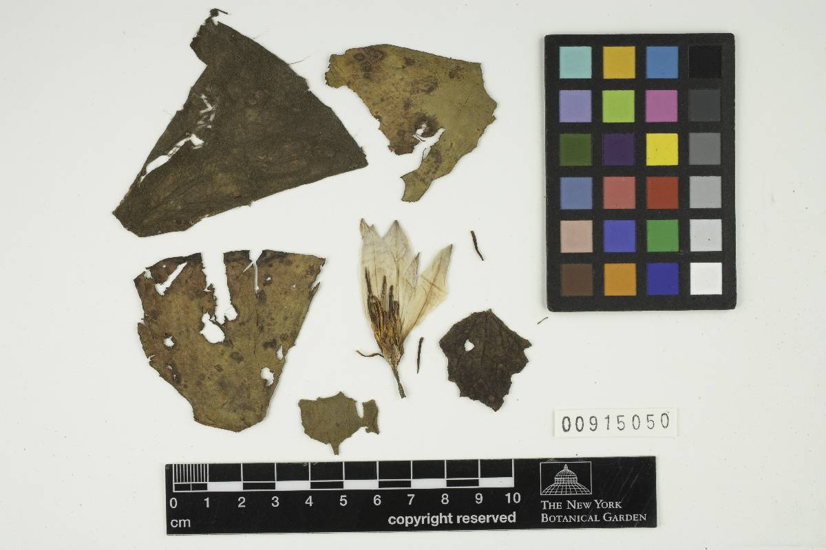 Doassansiopsis tomasii image