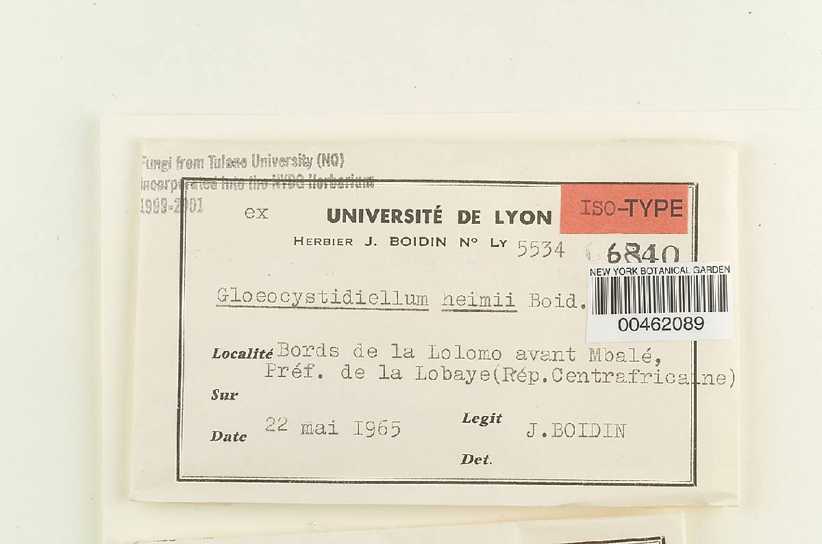 Gloeocystidiellum heimii image