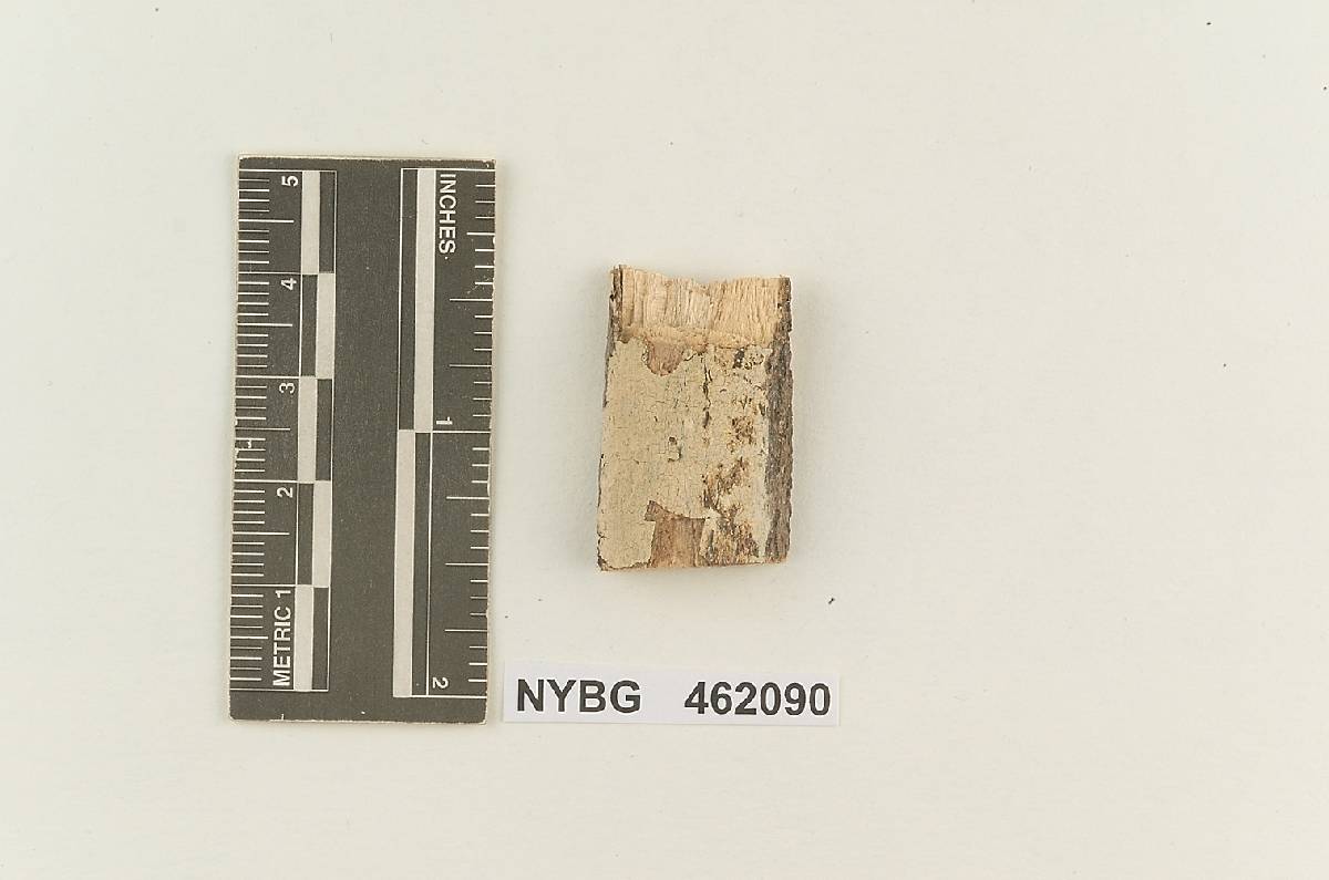 Gloeocystidiellum heimii image