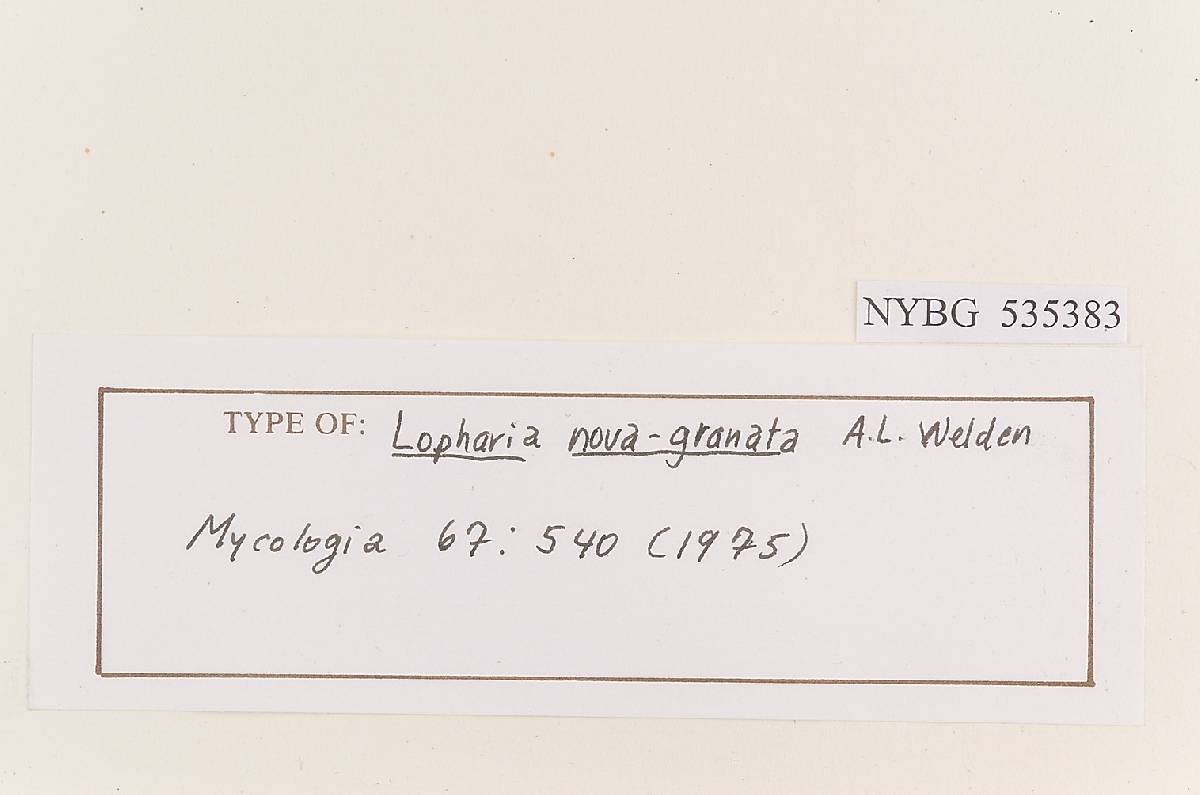 Lopharia nova-granata image