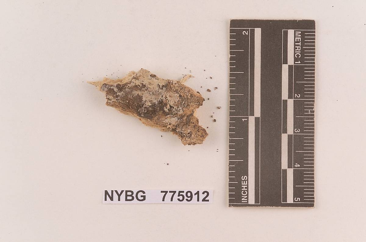 Gloeocystidium macedonicum image